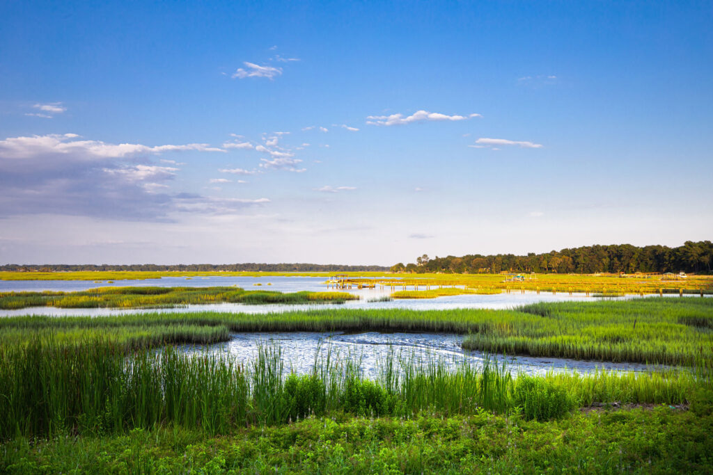 view of wetlands with pier in the background